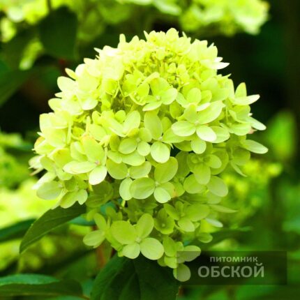 Гортензия метельчатая Мохито «Mojito»