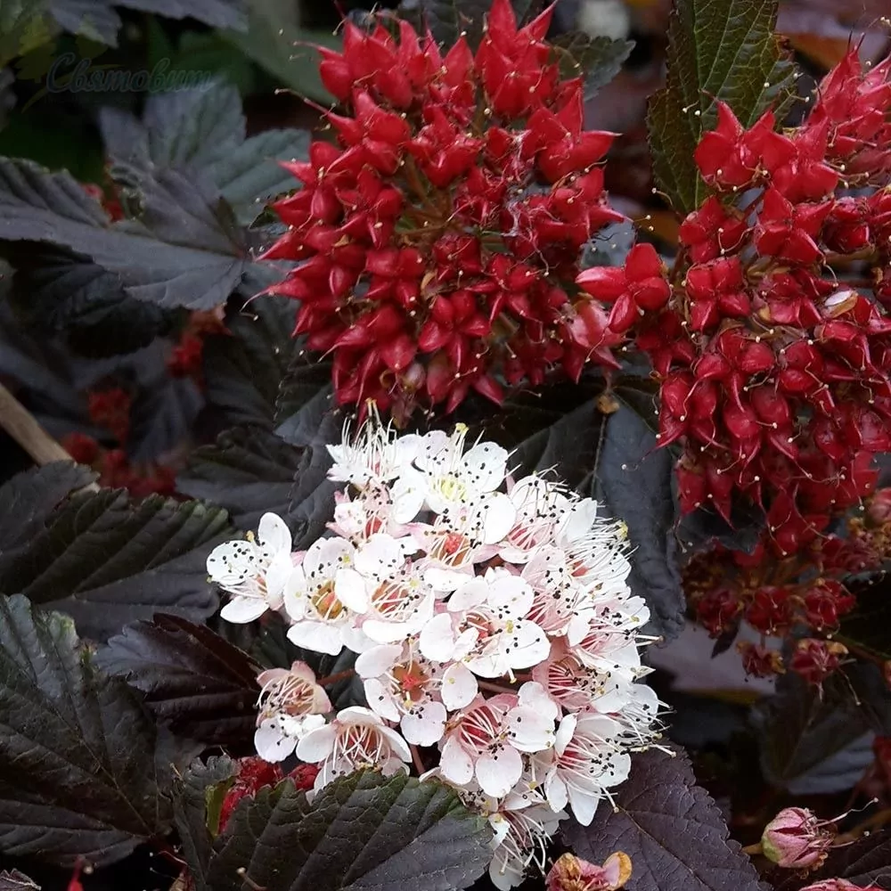 physocarpus_opulifolius_red_baron