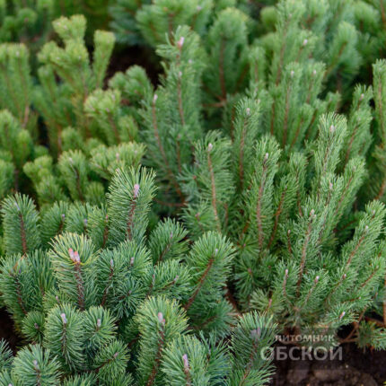 Сосна горная «Мугус» (Pinus mugo 'Mughus') Контейнер С2/2 л.