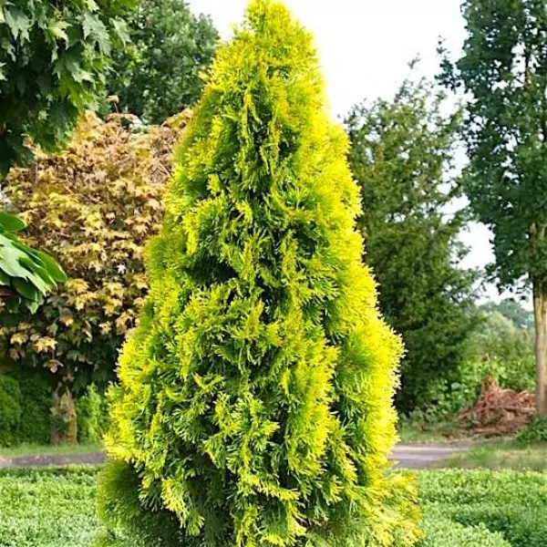 Thuja-occ-.Golden-Smaragd_1