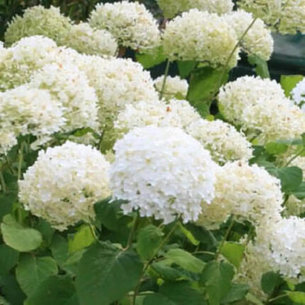 Гортензия древовидная (Hydrangea arborescens Bounty) Баунти