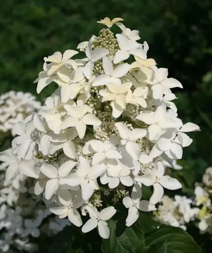 Гортензия метельчатая (Hydrangea paniculata `Magical Starlight`) Меджикал Старлайт