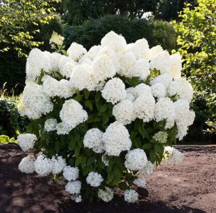Гортензия метельчатая Саммер Сноу (Hydrangea paniculata `Summer Snow`)