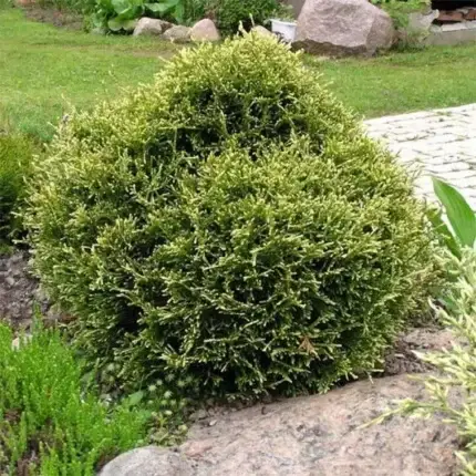 Туя западная 'Столвик' (Thuja occidentalis 'Stolvijk')