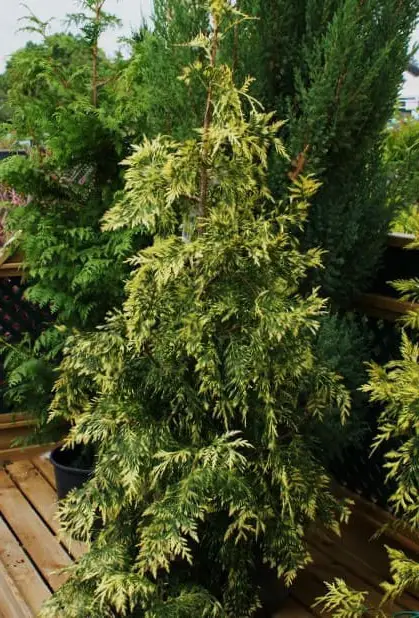 Туя складчатая 'Зебрина' (Thuja plicata 'Zebrina')