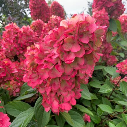 Гортензия метельчатая Бонфаер  (Hydrangea paniculata Bonfire)