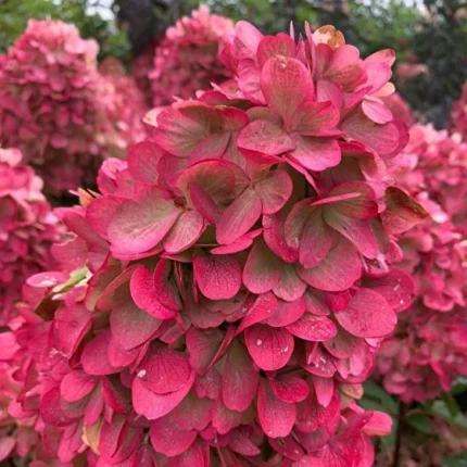 Гортензия метельчатая Блади Мэри (Hydrangea paniculata 'Bloody Mary')