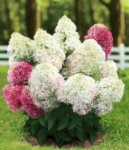 Роял Флауэр Royal Flower, гортензия метельчатая.